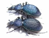 Carabus (Procerus) scabrosus caucasicus, pair  Russia  40/44mm - INSECTS-STORE.RU