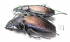 Carabus (Morphocarabus) regalis jenissoni  Russia, Krasnoyarsk reg. - INSECTS-STORE.RU