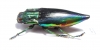 Cyphogastra calepyga  Indonesia, Kei isl. - INSECTS-STORE.RU