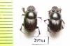 Onthophagus transcaspicus  Iran, Hormozgan prov. - INSECTS-STORE.RU