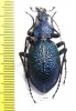 Carabus (Procerus) scabrosus caucasicus, male  Russia  45mm - INSECTS-STORE.RU