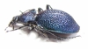 Carabus (Procerus) scabrosus caucasicus, female  Russia  44mm - INSECTS-STORE.RU