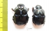 Sulcophanaeus batesi, pair  Argentina - INSECTS-STORE.RU
