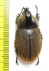 Heterogomphus hirtus  Peru 45mm - INSECTS-STORE.RU