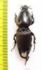 Hypocephalus armatus  Brasilia - INSECTS-STORE.RU