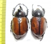 Golofa pelagon, pair  Argentina - INSECTS-STORE.RU