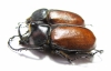Golofa pelagon, pair  Argentina - INSECTS-STORE.RU