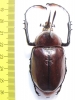 Golofa porteri? Colombia  59mm - INSECTS-STORE.RU