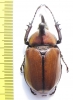 Golofa globulicornis  Mexico 45mm - INSECTS-STORE.RU