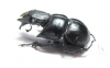 Lethrus acutangulus, male  Iran, Golestan prov. - INSECTS-STORE.RU