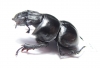 Lethrus acutangulus, male  Iran, Golestan prov. - INSECTS-STORE.RU