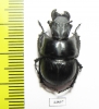 Lethrus acutangulus, male  Iran, Golestan prov. - INSECTS-STORE.RU