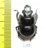 Lethrus acutangulus, male  Iran, Golestan prov. - INSECTS-STORE.RU