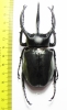 Chalcosoma atlas hesperus  Indonesia, Sulawesi  91mm - INSECTS-STORE.RU