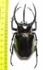 Chalcosoma atlas hesperus  Indonesia, Sulawesi  87mm - INSECTS-STORE.RU