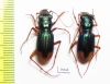 Megacephala euphratica, pair  Tajikistan - INSECTS-STORE.RU