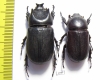 Ceratoryctoderus candezei, pair  Indonesia, Peleng isl. 38mm - INSECTS-STORE.RU