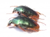 Lomaptera sp., pair  Indonesia, Wallir isl. - INSECTS-STORE.RU