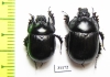 Typhaeus typhoeus, pair  France - INSECTS-STORE.RU