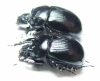 Typhaeus typhoeus, pair  France - INSECTS-STORE.RU
