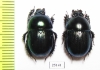 Phelotrupes laevistriatus  Japan - INSECTS-STORE.RU