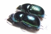 Phelotrupes laevistriatus  Japan - INSECTS-STORE.RU