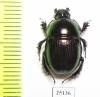 Phelotrupes laevistriatus  Japan - INSECTS-STORE.RU
