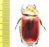 Chrysina aurigans  Costa Rica - INSECTS-STORE.RU