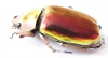 Chrysina aurigans  Costa Rica - INSECTS-STORE.RU