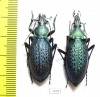 Carabus (Coptolabrus) smaragdinus monilifer, pair  Korea - INSECTS-STORE.RU