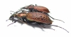 Carabus (Coptolabrus) smaragdinus monilifer, pair  Korea - INSECTS-STORE.RU
