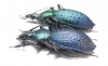 Carabus (Coptolabrus) smaragdinus monilifer, pair  Korea - INSECTS-STORE.RU
