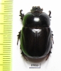 Dynastinae sp.  South Africa Rep. - INSECTS-STORE.RU