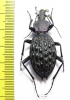 Carabus (Coptolabrus) pustulifer  China - INSECTS-STORE.RU