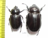 Podischnus sexdentatus, pair  Colombia 43mm - INSECTS-STORE.RU