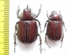 Coelosis biloba, pair  Colombia 35mm - INSECTS-STORE.RU