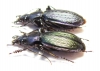 Carabus (Tribax) steveni punctiger, pair  Russia, N.Ossetia reg. - INSECTS-STORE.RU