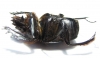 Scarabaeus proboscideus  South Africa Rep. - INSECTS-STORE.RU