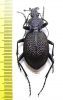 Carabus (Procerus) scabrosus tauricus  Crimea 43mm - INSECTS-STORE.RU