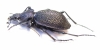 Carabus (Procerus) scabrosus tauricus  Crimea 43mm - INSECTS-STORE.RU