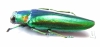 Chrysochroa rajah thailandica  Thailand - INSECTS-STORE.RU