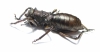 Acanthoproctus sp.  Zambia - INSECTS-STORE.RU