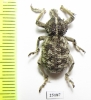 Brachyceridae sp.6  South Africa Rep. - INSECTS-STORE.RU