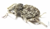 Brachyceridae sp.6  South Africa Rep. - INSECTS-STORE.RU