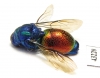 Chrysididae sp.  Kazakhstan - INSECTS-STORE.RU