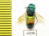 Chrysididae sp.  Kazakhstan - INSECTS-STORE.RU