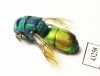 Chrysididae sp.  Kazakhstan - INSECTS-STORE.RU