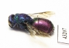 Chrysididae sp.  Kazakhstan - INSECTS-STORE.RU