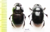 Copris sp., pair  South Africa Rep. - INSECTS-STORE.RU