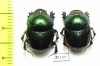 Proagoderus chalcostolus  South Africa Rep. - INSECTS-STORE.RU